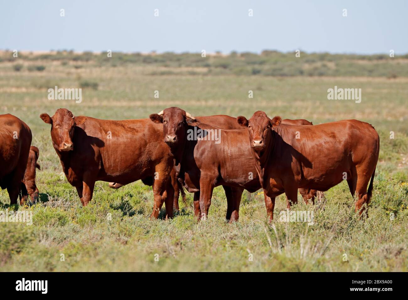 Kleine Herde von freilaufenden Rindern in einem ländlichen Bauernhof, Südafrika Stockfoto