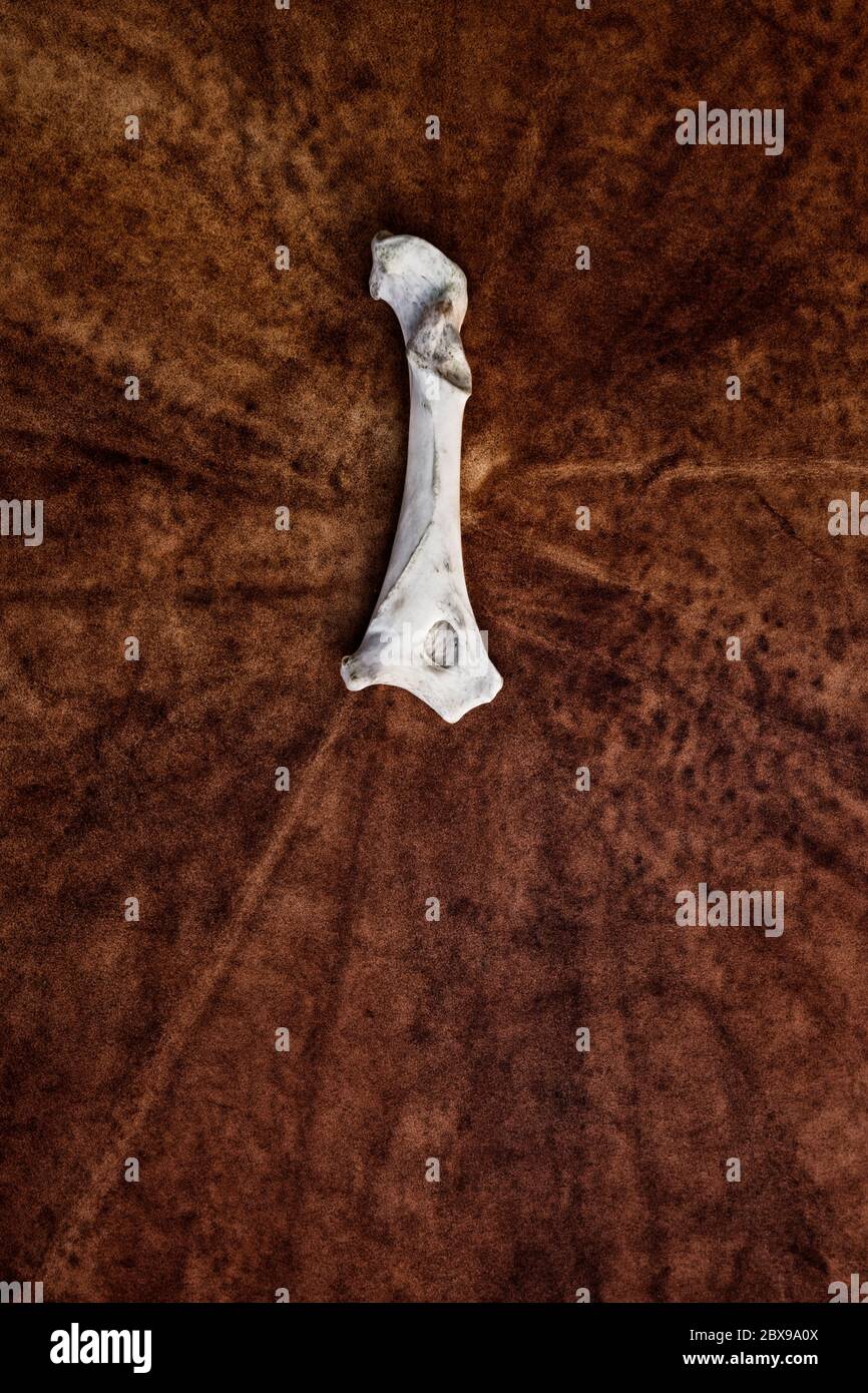 Rentierknochen auf Schamanentrommel Oberfläche Stockfoto