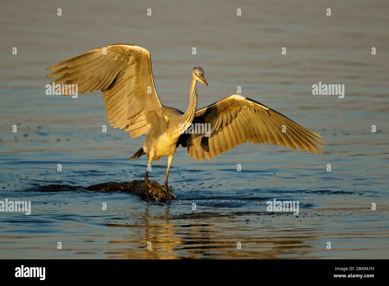 Ein Graureiher (Ardea cinerea) balanciert auf einem Nilpferd im Wasser, Kruger National Park, Südafrika Stockfoto
