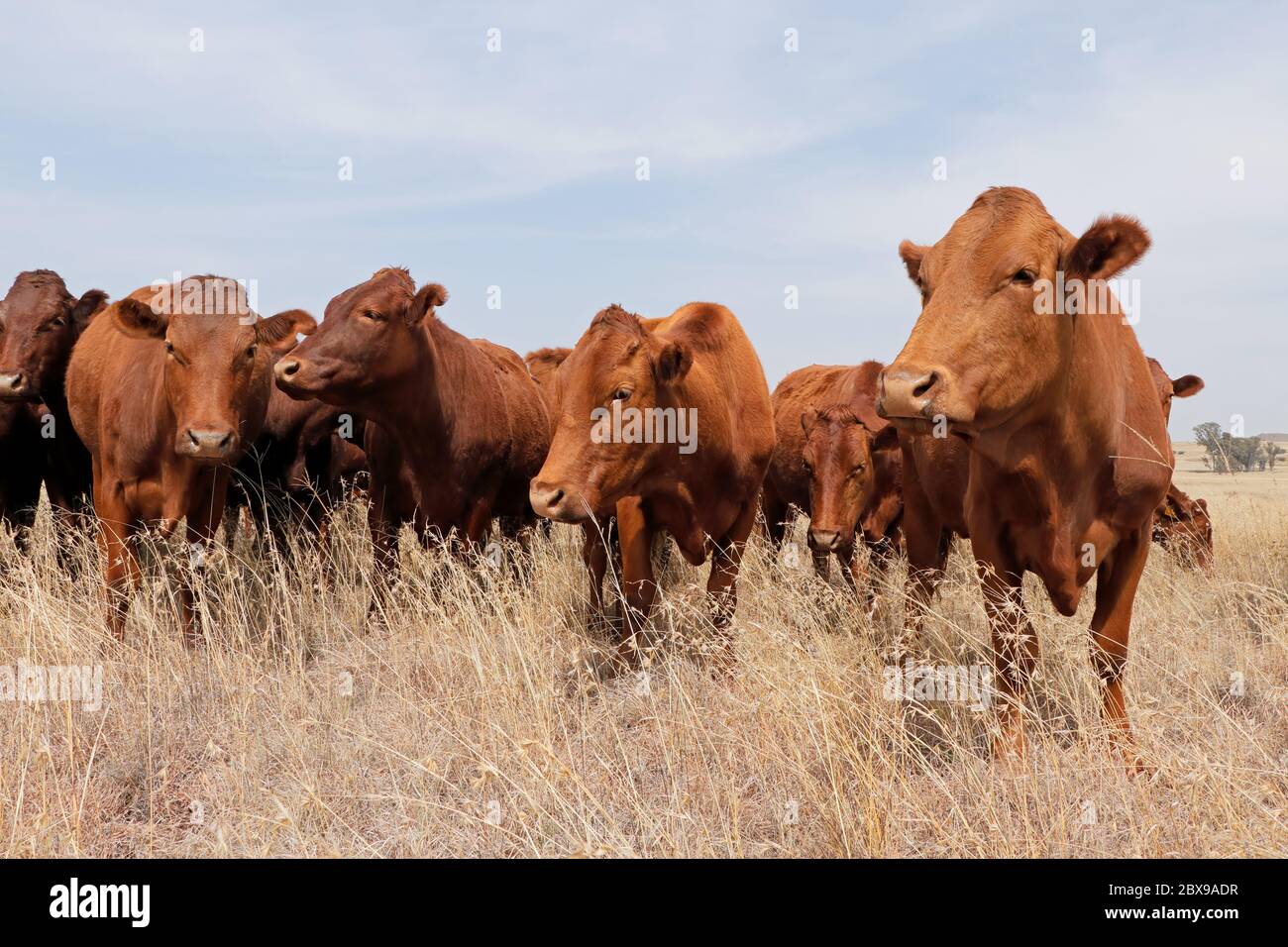 Kleine Herde von freilaufenden Rindern in einem ländlichen Bauernhof, Südafrika Stockfoto