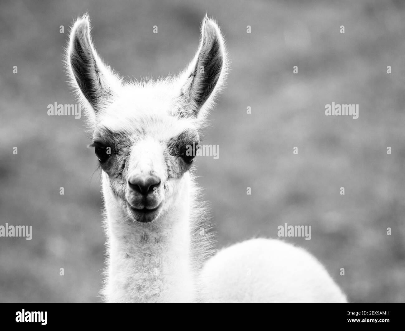 Baby Lama Porträt. Südamerikanisches Säugetier. Schwarzweiß-Bild Stockfoto