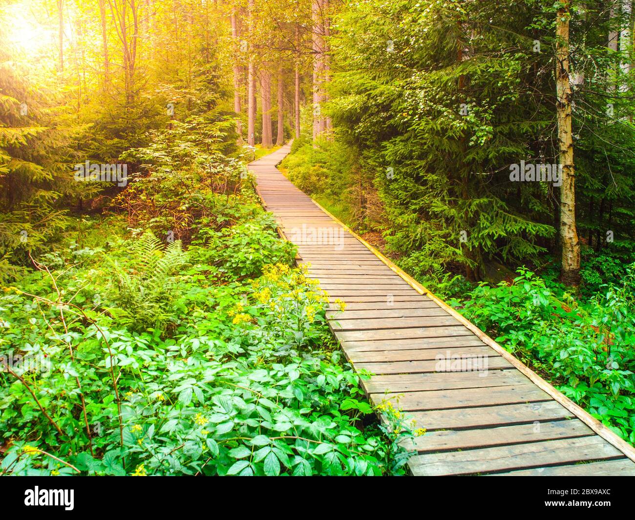 Holzboardweg im Wald führt zum Großen Mosssee, Rejviz, Jeseniky Gebirge, Tschechische Republik. Stockfoto