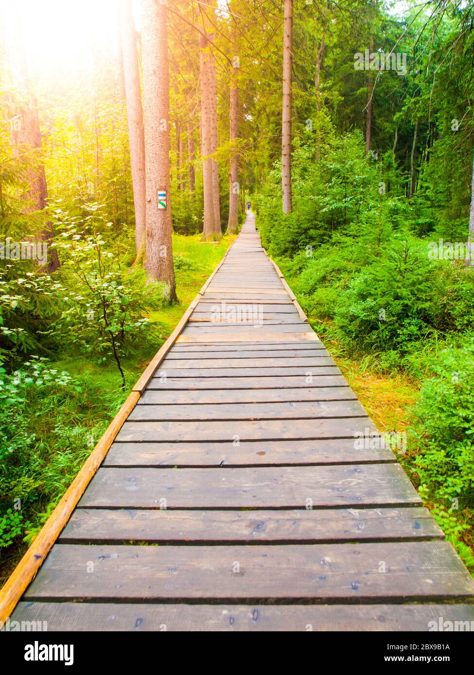 Schmaler Holzweg im grünen Wald. Stockfoto