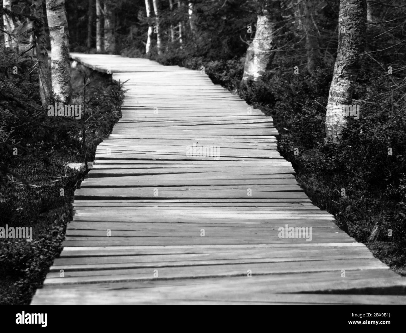 Schmaler Holzweg im grünen Wald. Schwarzweiß-Bild. Stockfoto
