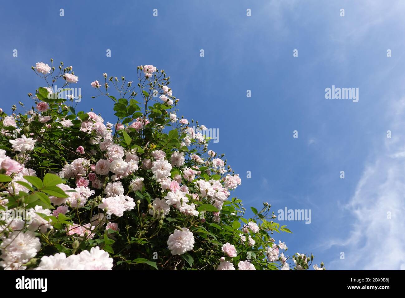 Nahaufnahme von blassrosa Blüten von Wanderrosen oder Kletterrosen gegen blauen Himmel, verträumter Blütenstand in einem romantischen Landhausgarten im Frühauflauf Stockfoto