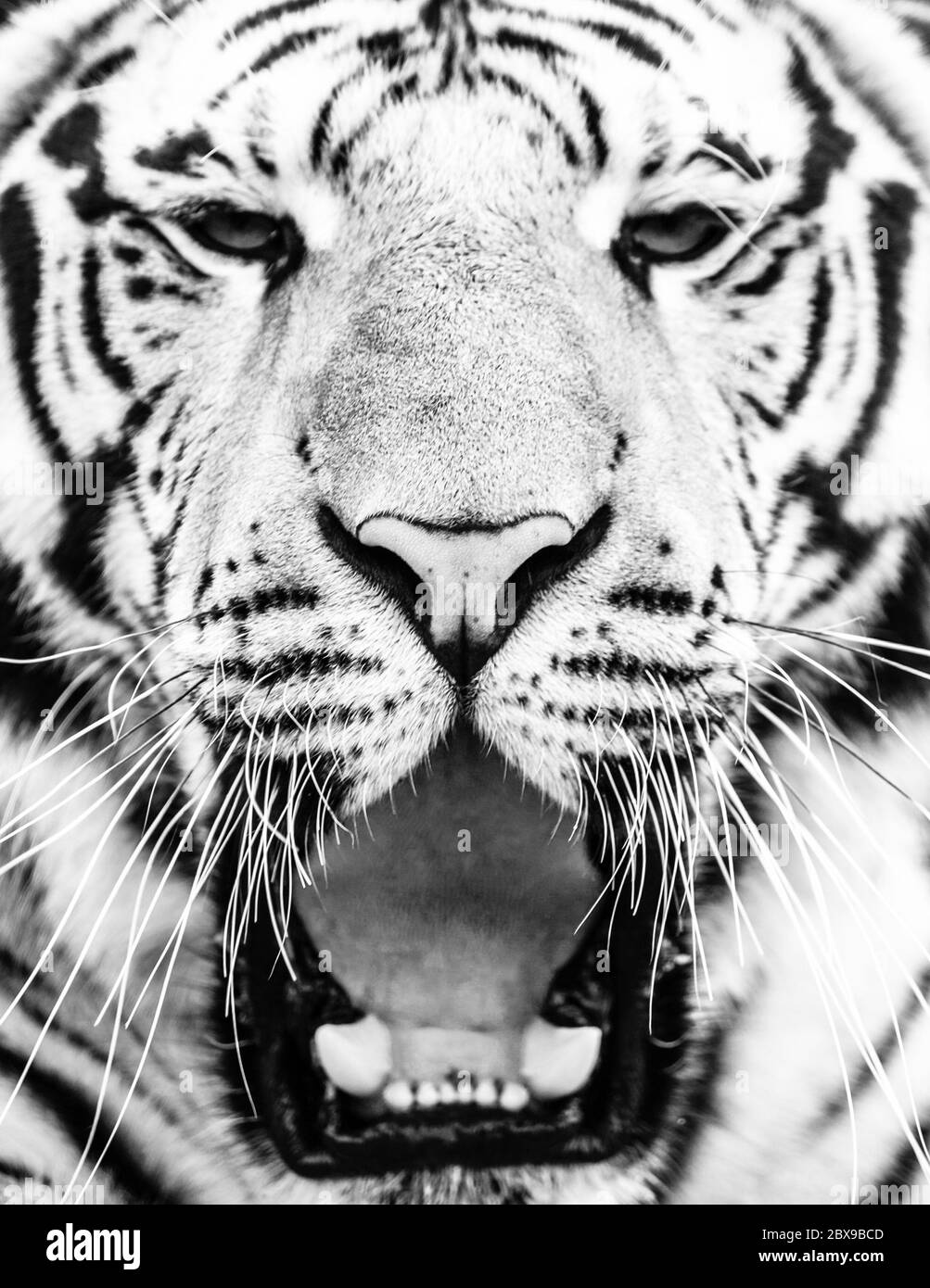 Junges sibirisches Tiger-Portrait mit offenem Mund und scharfen Zähnen. Schwarzweiß-Bild. Stockfoto