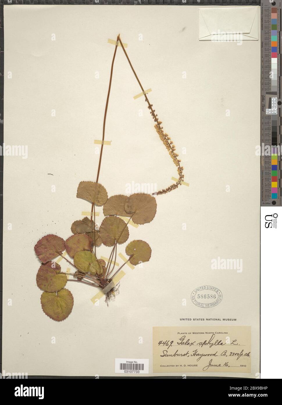 Galax aphylla L Galax aphylla L. Stockfoto