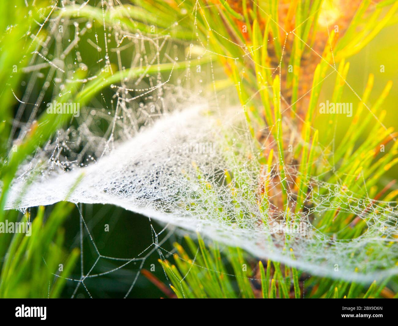 Spinnennetz auf dem Ast mit Tau bedeckt. Stockfoto