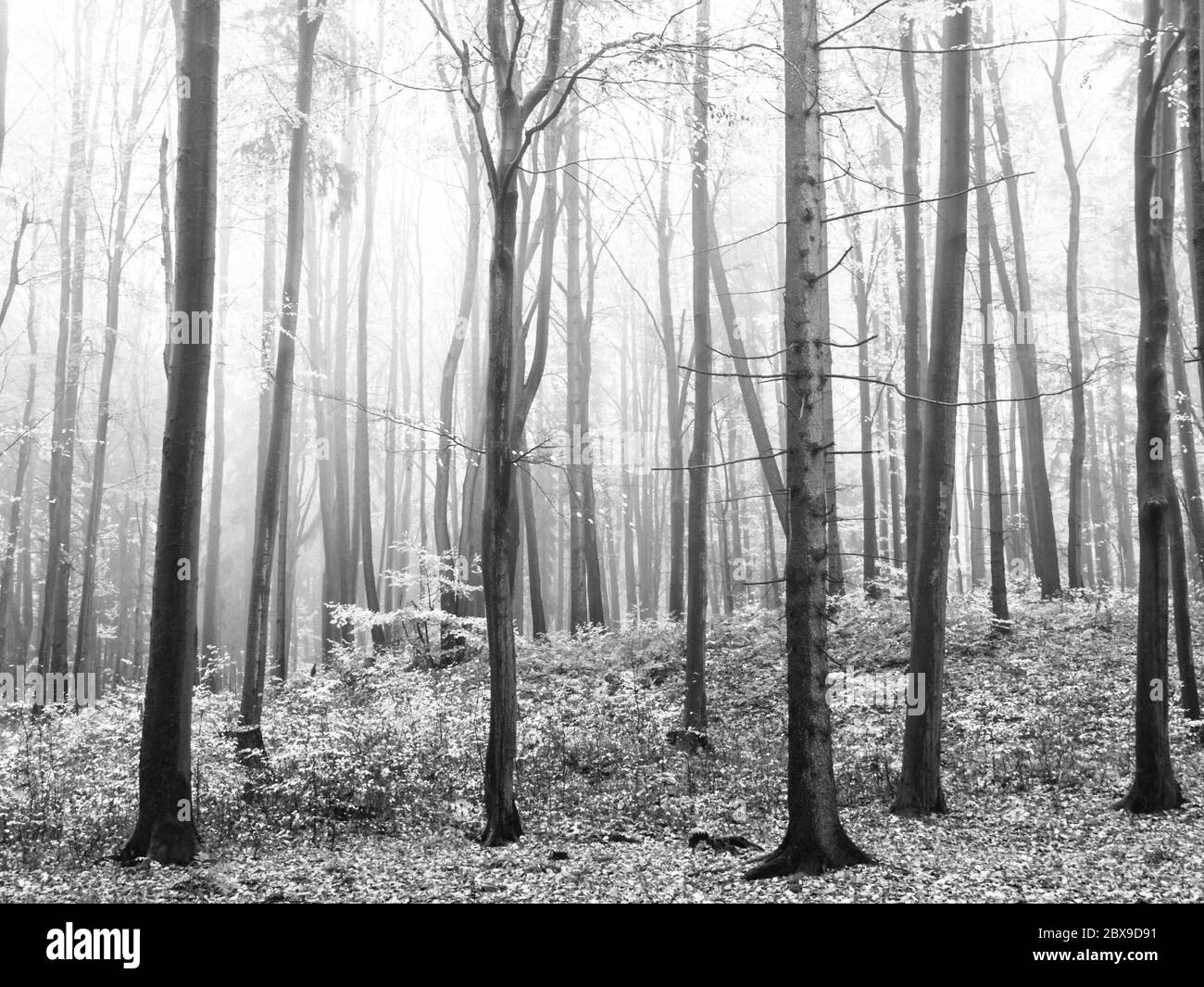 Im Herbst nebliger Wald mit trockenen Orangenblättern auf dem Boden. Schwarzweiß-Bild. Stockfoto