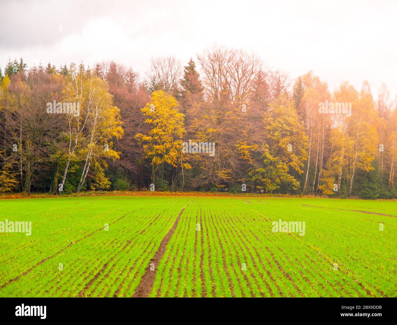 Grüne Herbstfeld von frisch gepflanzten Winterweizen in einer Reihe. Stockfoto