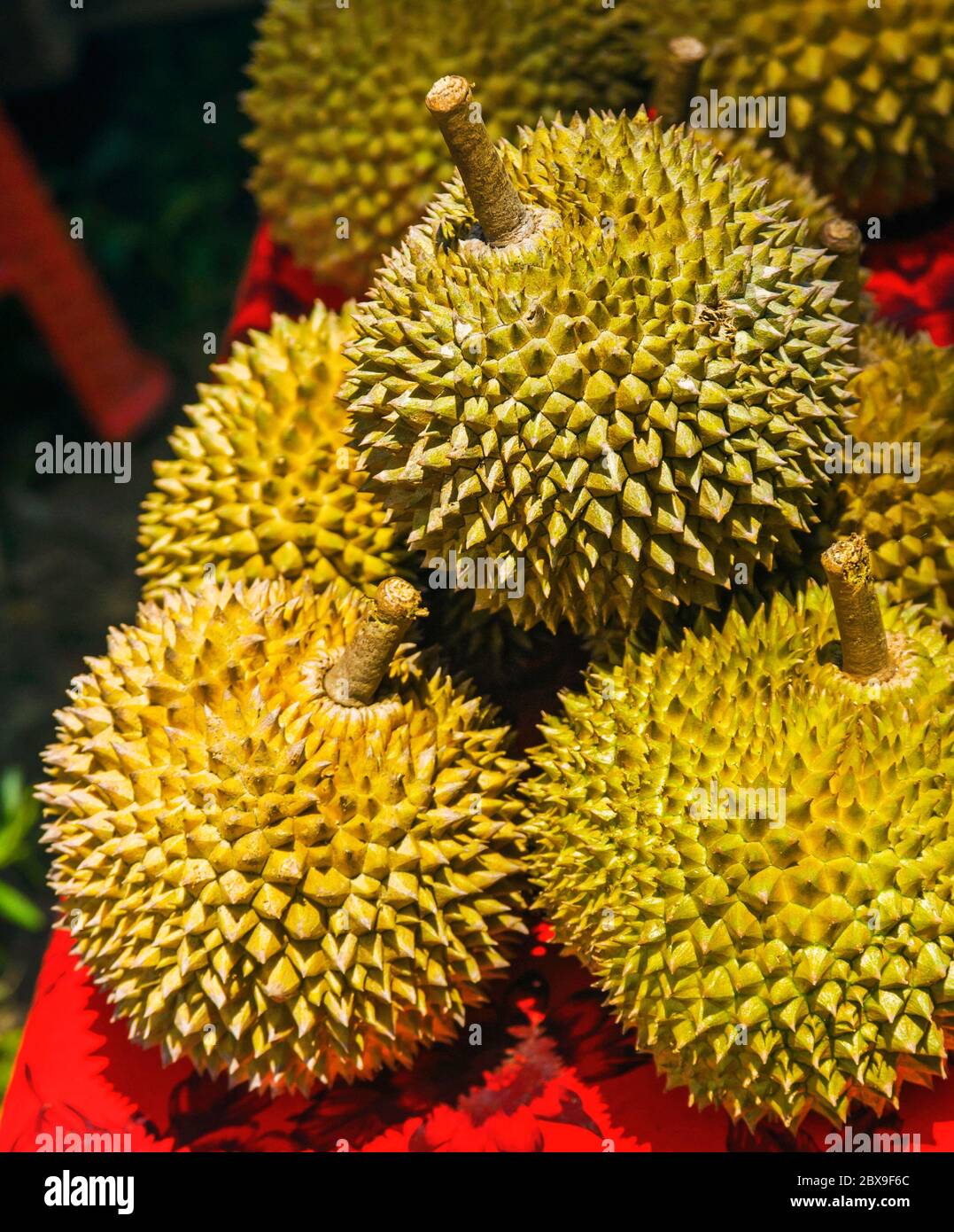 Durian Ist Eine Beruhmte Susse Und Leckere Asiatische Frucht Typisch Aus Singapur Malaysia Und Indonesien Mit Neugierigen Spitzen Oder Stichen Und Stark Und Schlecht Geruch Bu Stockfotografie Alamy