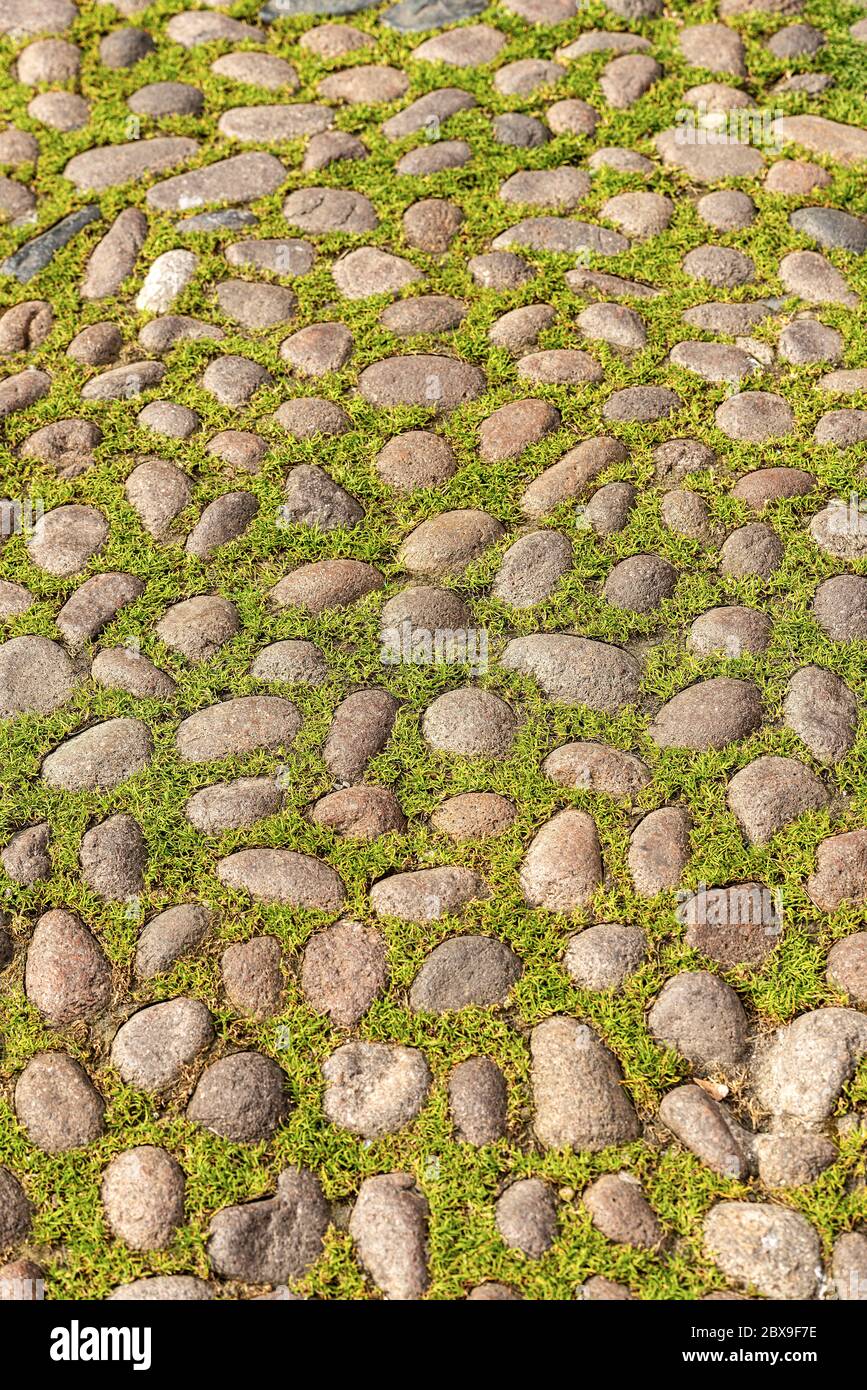 Nahaufnahme eines Steinpflasterpflaster mit Kopfsteinpflaster und grünem Gras im historischen Zentrum von Bologna, Emilia-Romagna, Italien, Europa Stockfoto