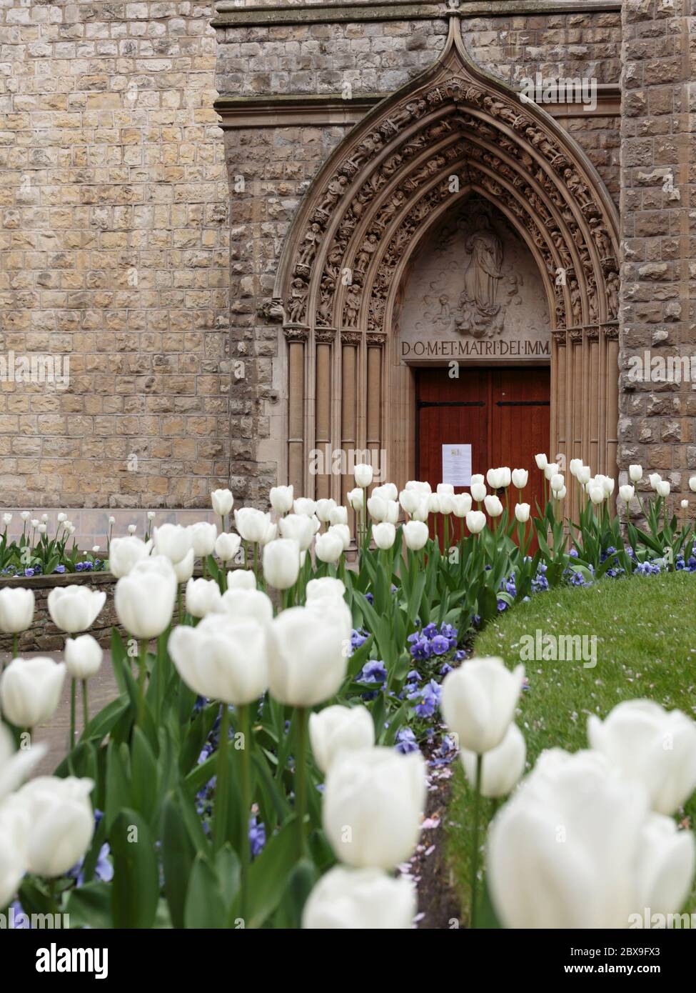 Tulpen, die den Eingang der katholischen Kirche der Unbefleckten Empfängnis von Mount Street Gardens, London, England Stockfoto