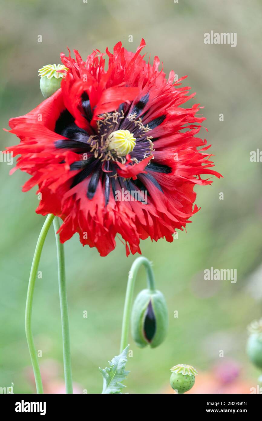 Juni Blume Rot Opium Mohn Papaver somniferum Stockfoto