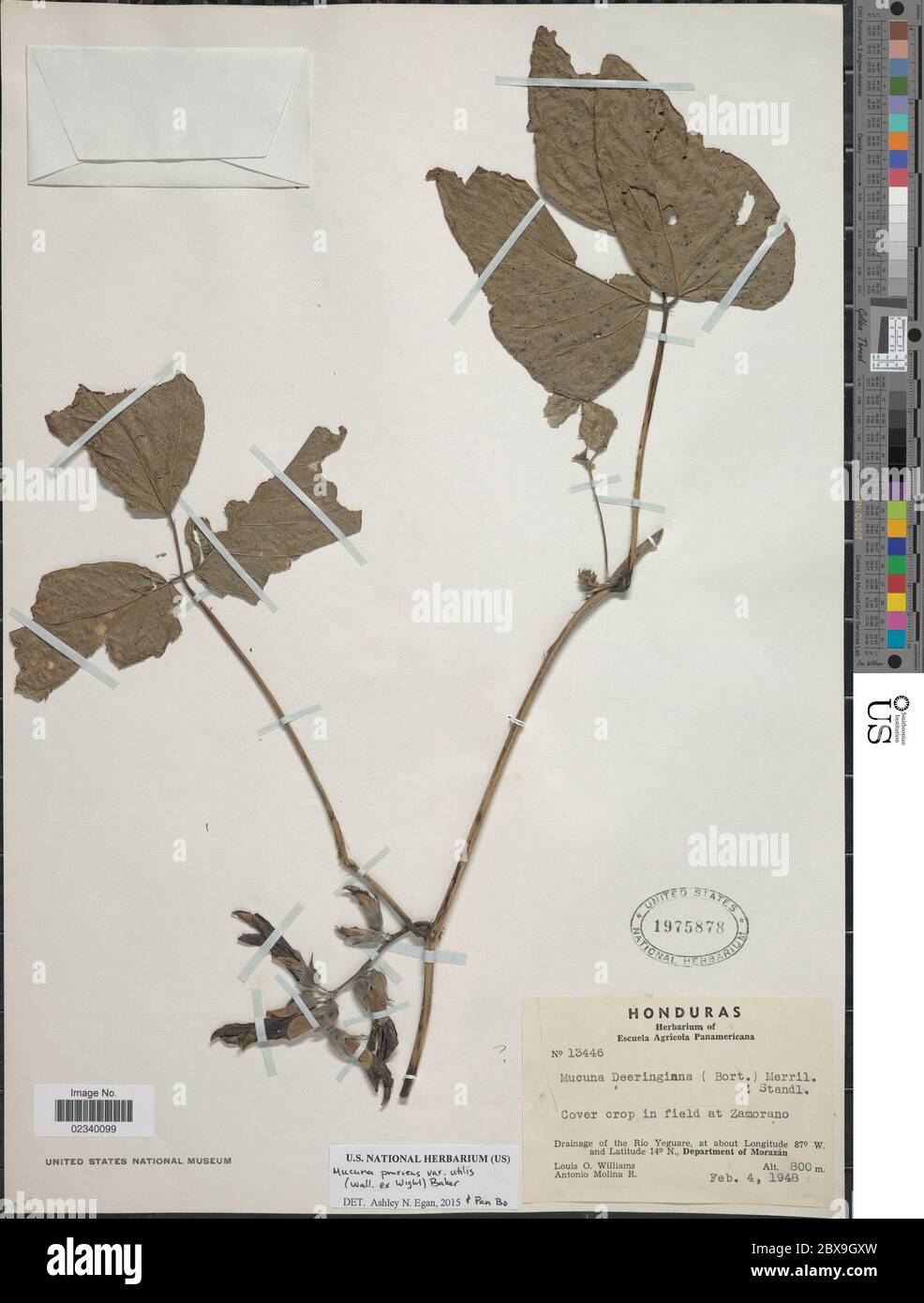 Mucuna pruriens L DC Mucuna pruriens L DC. Stockfoto