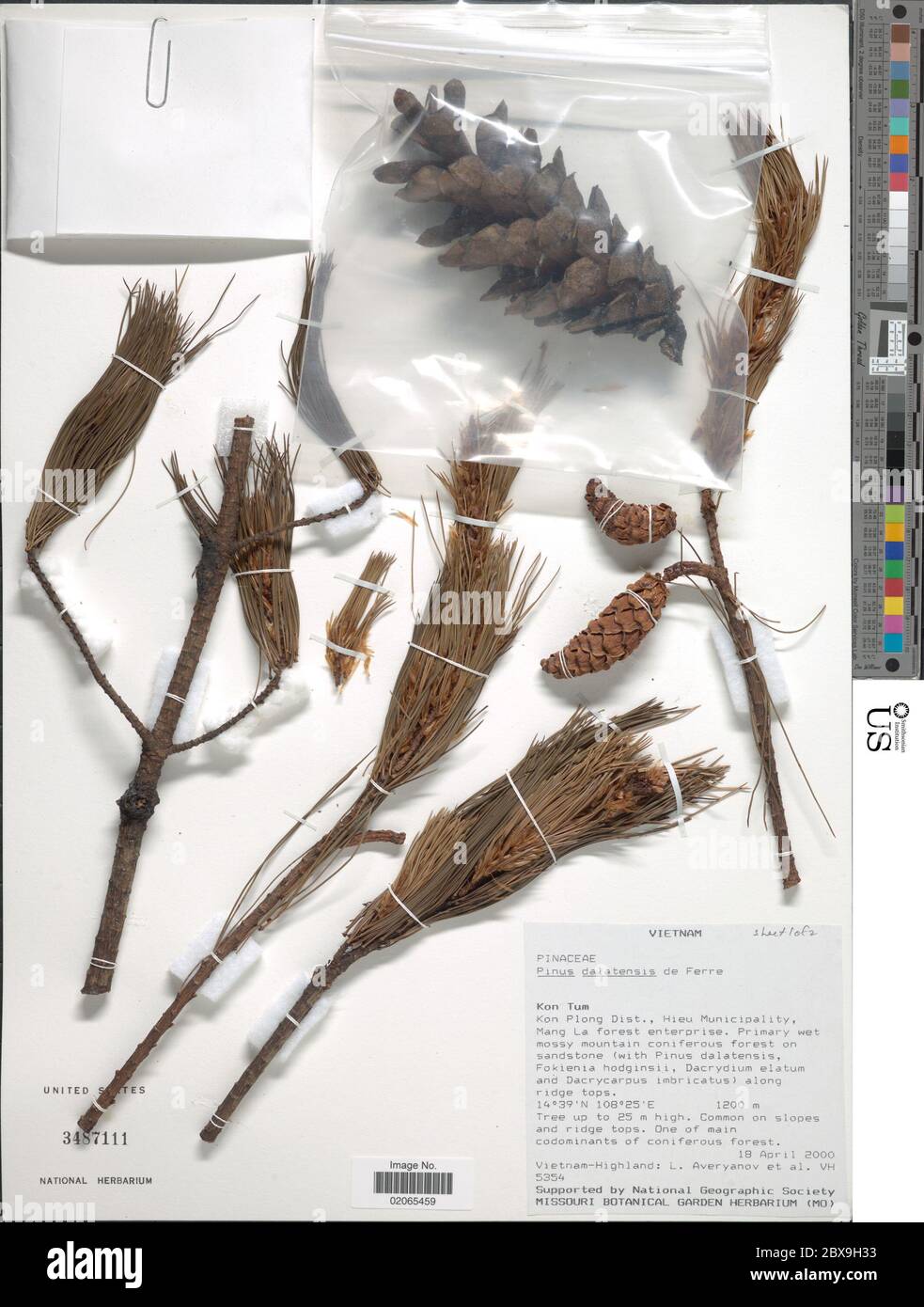 Pinus dalatensis Ferr Pinus dalatensis Ferr. Stockfoto