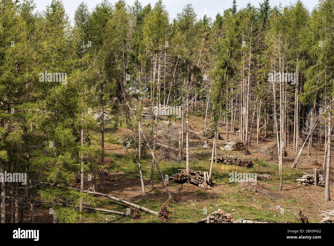 Forstwirtschaft und Holzeinschlag in einem Pinienwald mit Bäumen, die im November 2018 vom Wind gefallen sind, Naturkatastrophen in den italienischen Alpen, Europa Stockfoto