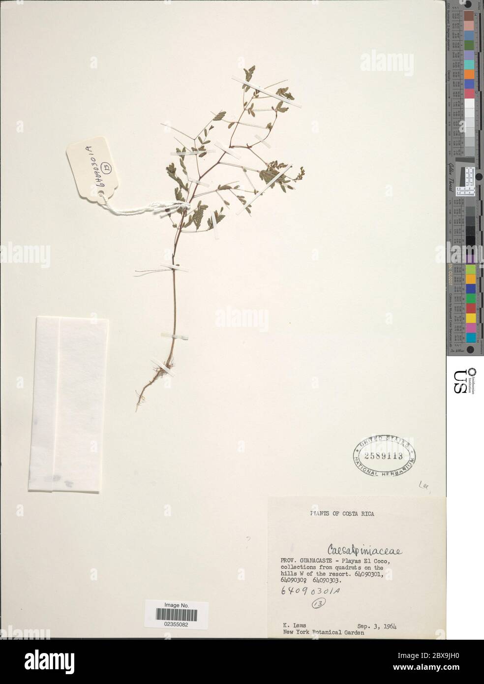 Indet sp Indet sp. Stockfoto