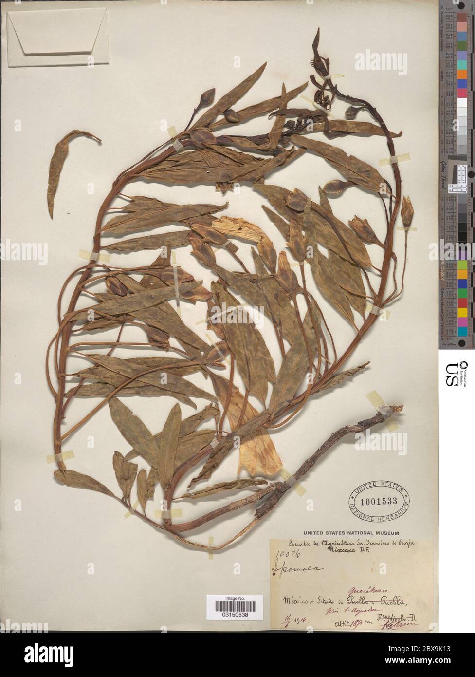 Ipomoea longifolia Benth Ipomoea longifolia Benth Stockfotografie Alamy