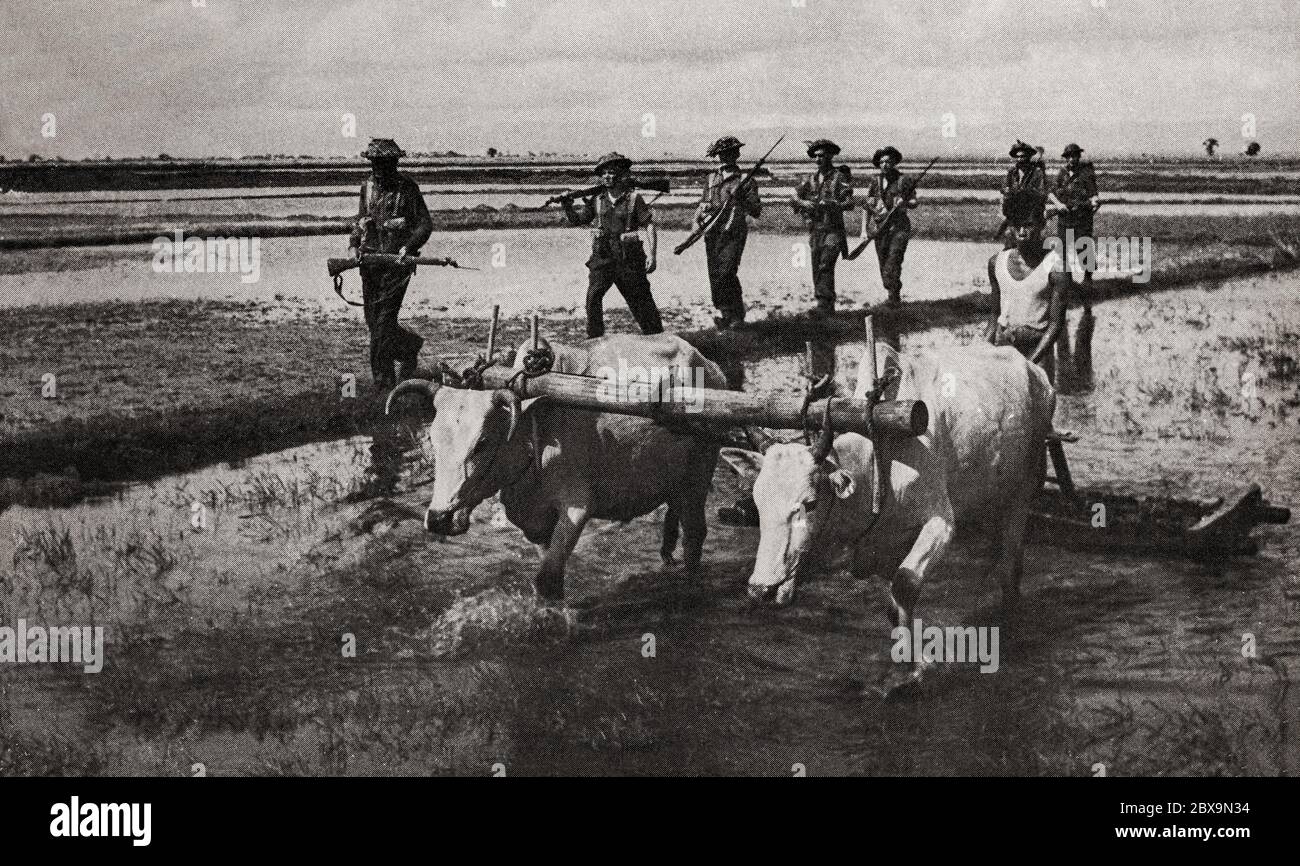 Eine britische Patrouille überquert ein Reisfeld, während ein burmesischer Dorfbewohner sich auf die nächste Ernte vorbereitet. Die Operation Dracula wurde im April und Mai 1945 gestartet und war ein amphibischer Angriff britischer, amerikanischer und indischer Streitkräfte während der Burma-Kampagne im Zweiten Weltkrieg auf Rangun. Stockfoto