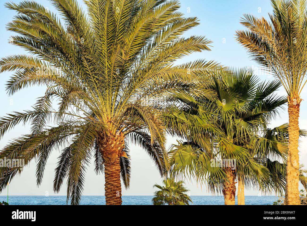 Palmengruppe an der Küste des Roten Meeres mit klarem Himmel. Ägypten, Afrika Stockfoto
