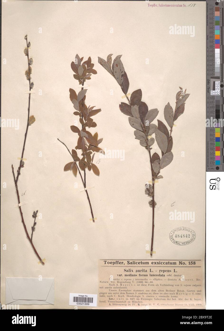 Salix aurita L x Salix repens var medians f lanceolata Salix aurita L x