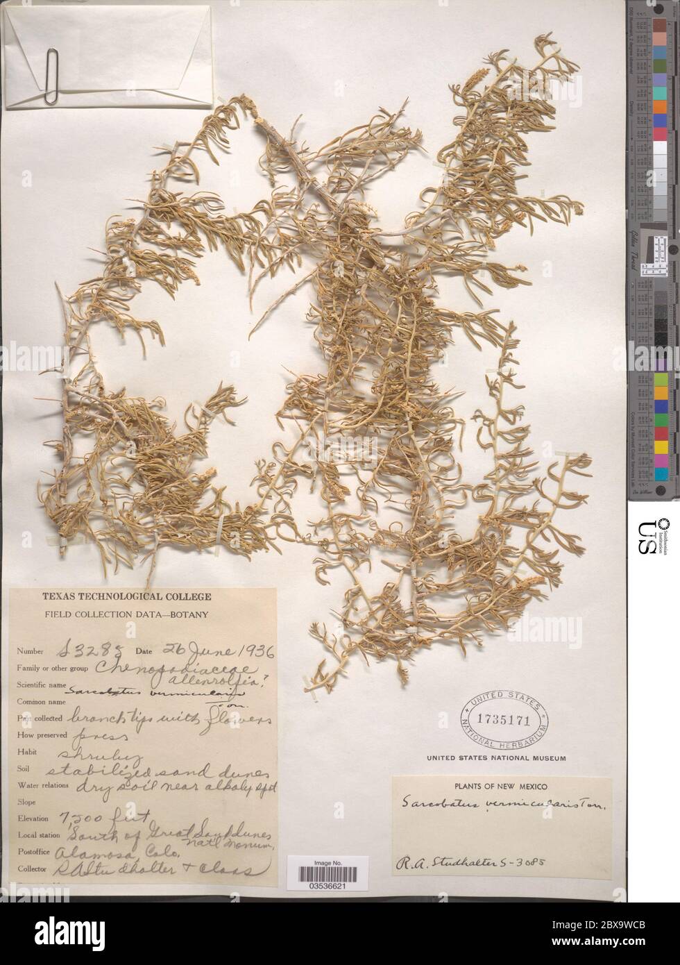 Sarcobatus vermiculatus Haken Torr Sarcobatus vermiculatus Haken Torr. Stockfoto