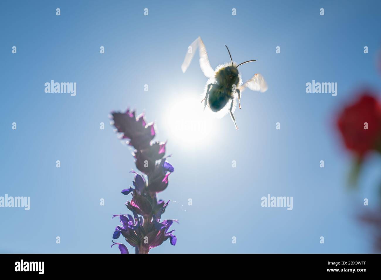 Wie Weit Fliegt Eine Biene www.alamy.de