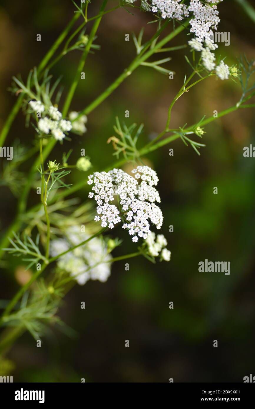 Kümmel Pflanze im Garten. Kreuzkümmel ist eines der ältesten Gewürze  Stockfotografie - Alamy