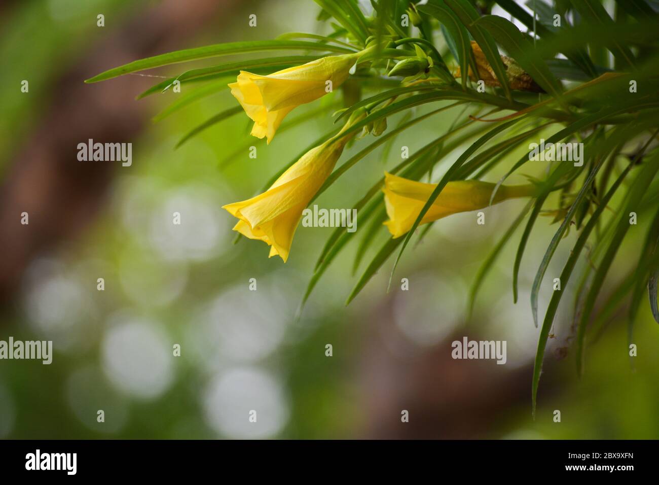 Thevetia peruviana oder gelber Oleander im Garten Stockfoto