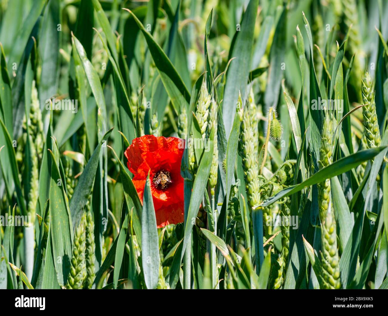 East Lothian, Schottland, Großbritannien, 6. Juni 2020. UK Wetter: Sommer Wildtiere. Eine Wespe auf einem roten Mohn, der in einem Weizenfeld bei Sonnenschein wächst Stockfoto