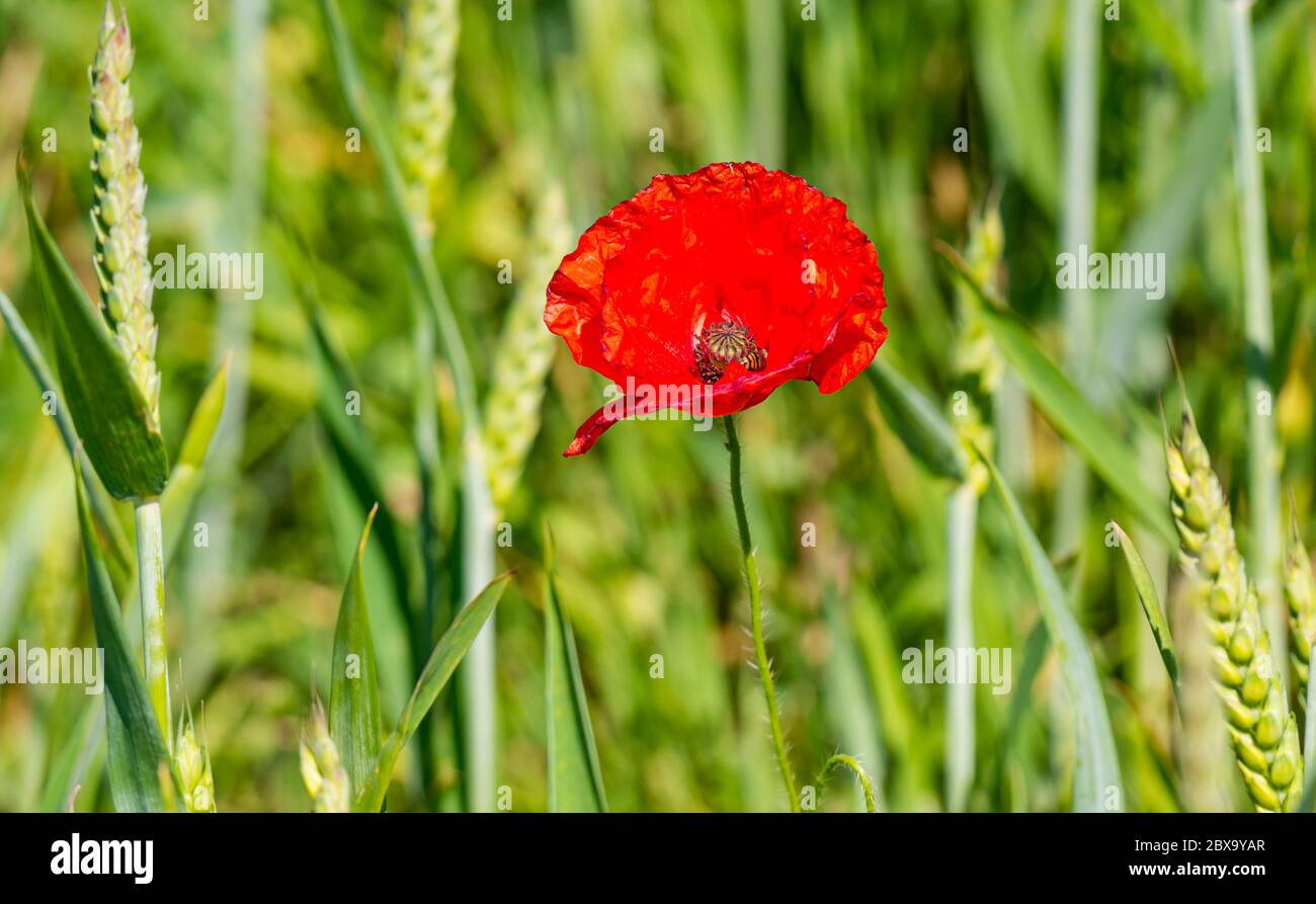 East Lothian, Schottland, Großbritannien, 6. Juni 2020. UK Wetter: Sommer Wildtiere. Eine Wespe auf einem roten Mohn, der in einem Weizenfeld bei Sonnenschein wächst Stockfoto