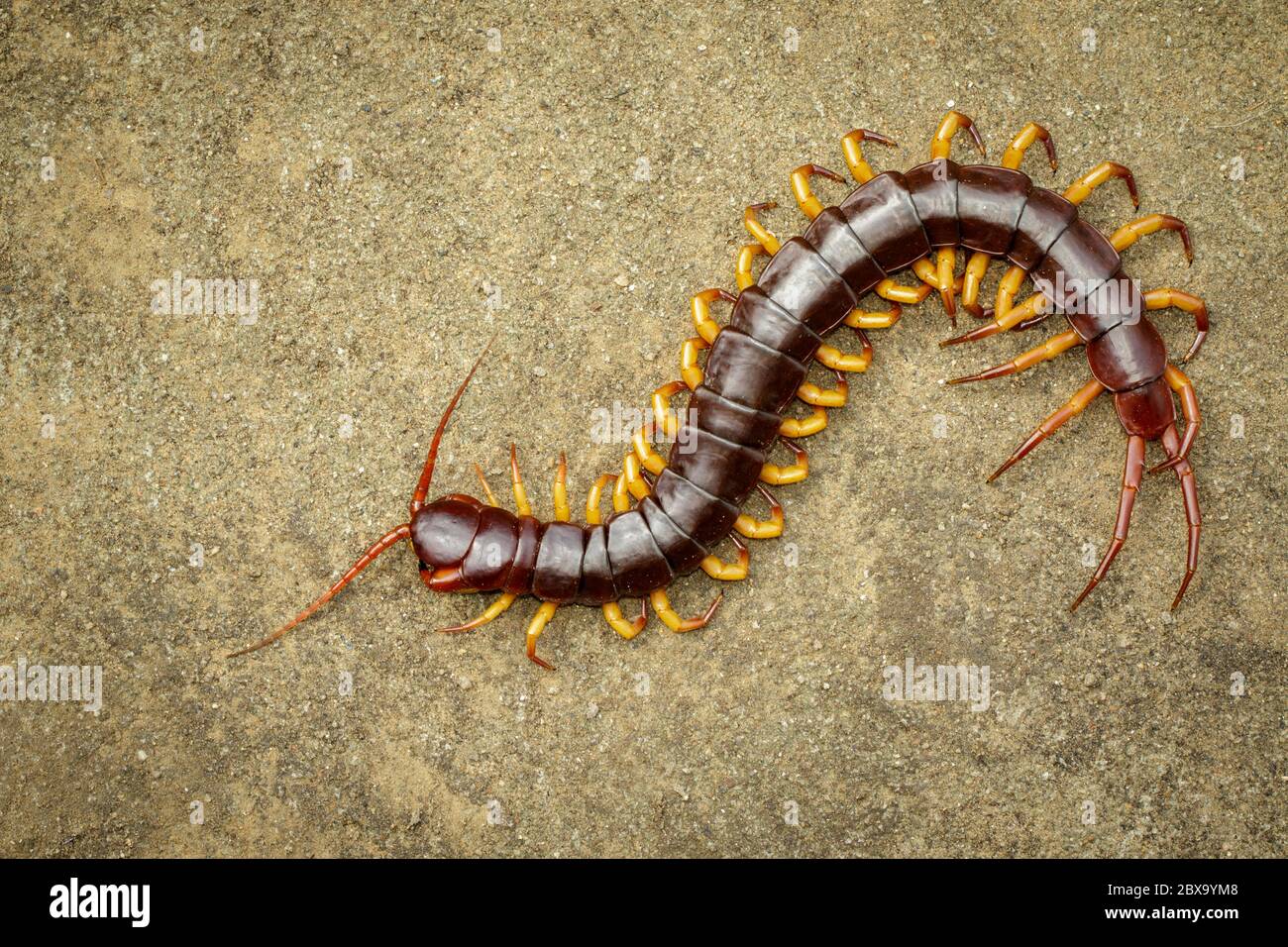 Bild von Tausendfüßler oder chilopoda auf dem Boden. Tier. Giftige Tiere. Stockfoto