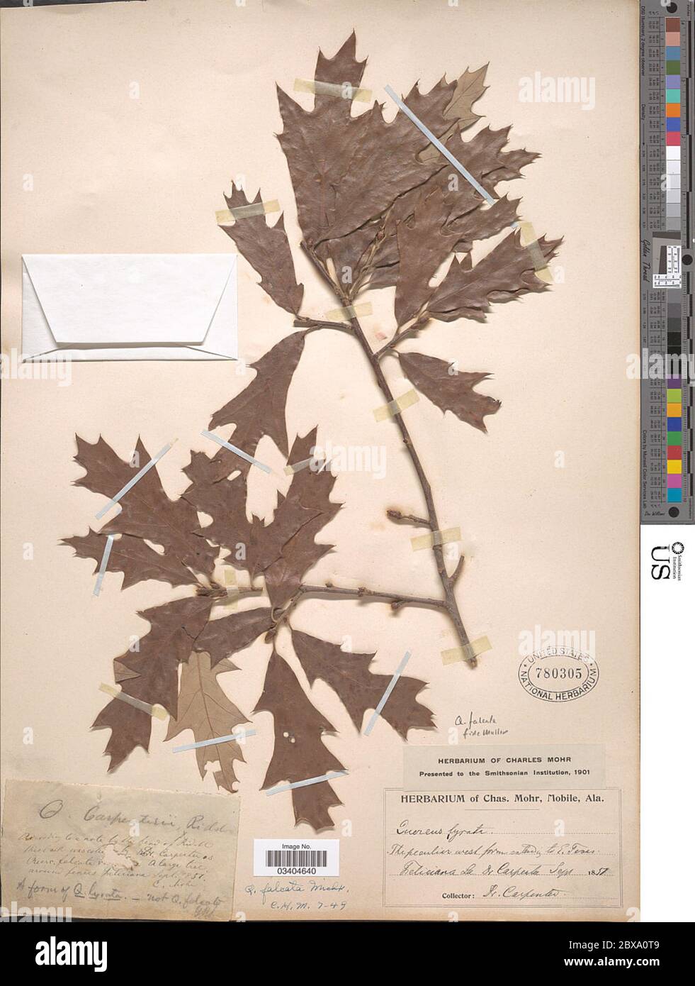 Quercus falcata Michx Quercus falcata Michx. Stockfoto