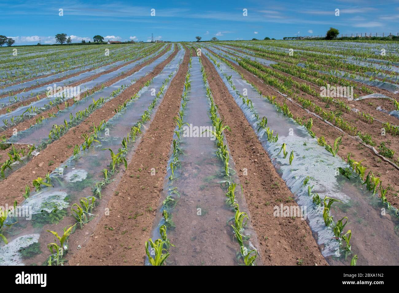 Mais-Sämlinge wachsen unter einer Schutzhülle aus biologisch abbaubarem Kunststoff, um ihr Wachstum zu unterstützen. Cumbria, Großbritannien. Stockfoto