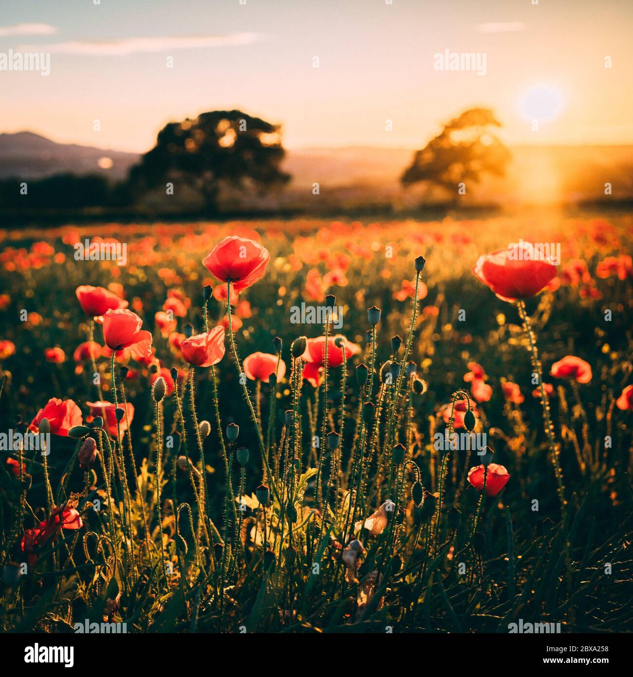 Mohn Feld in Schottland Stockfoto