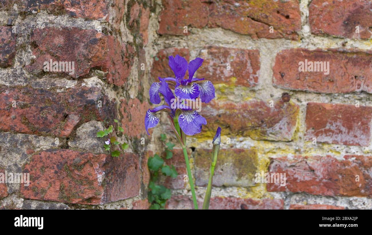 Elegante lila Iris im Garten gegen alte verwitterte Gartenwand Stockfoto