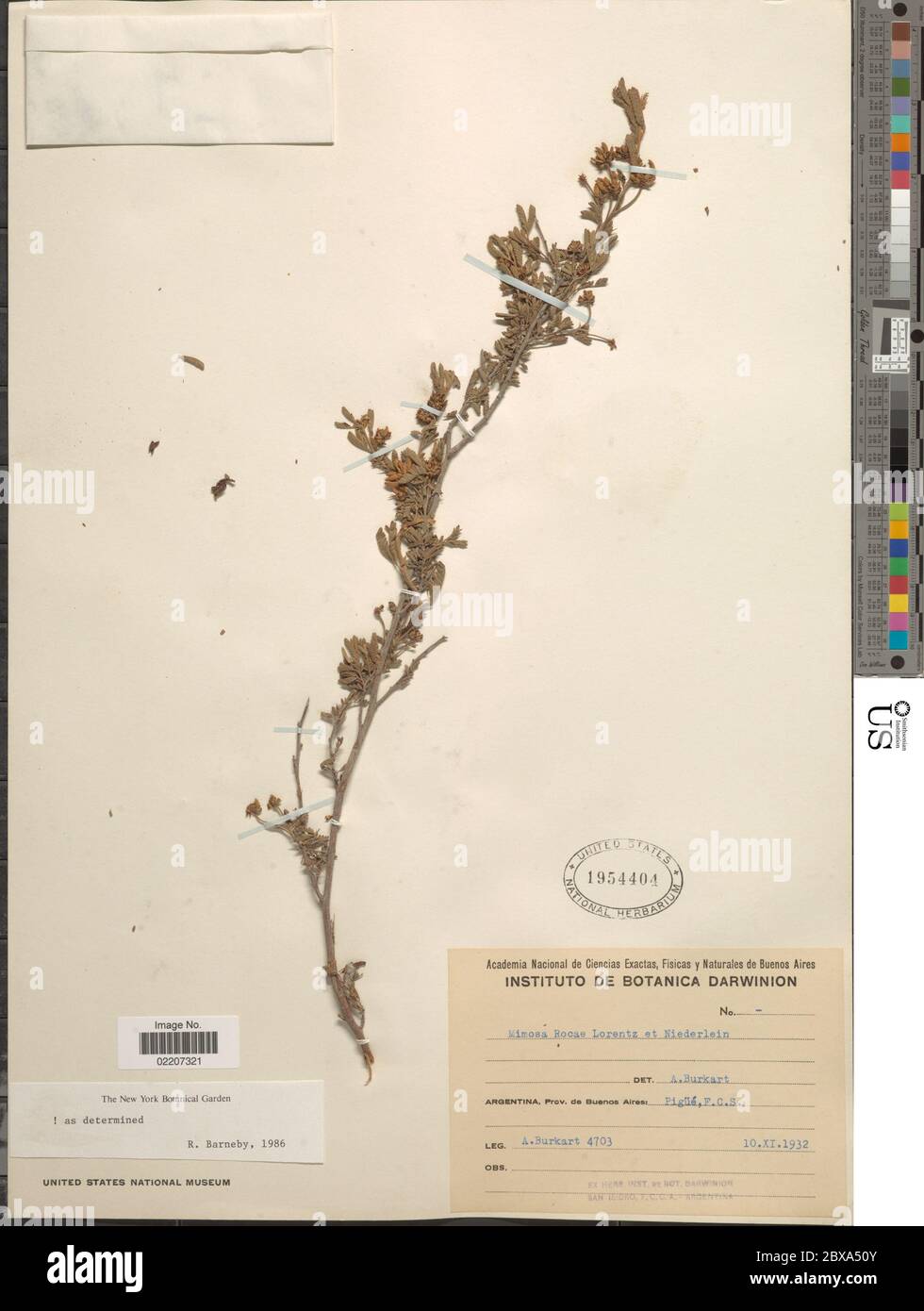 Mimosa rocae Lorentz Niederl Mimosa rocae Lorentz Niederl. Stockfoto