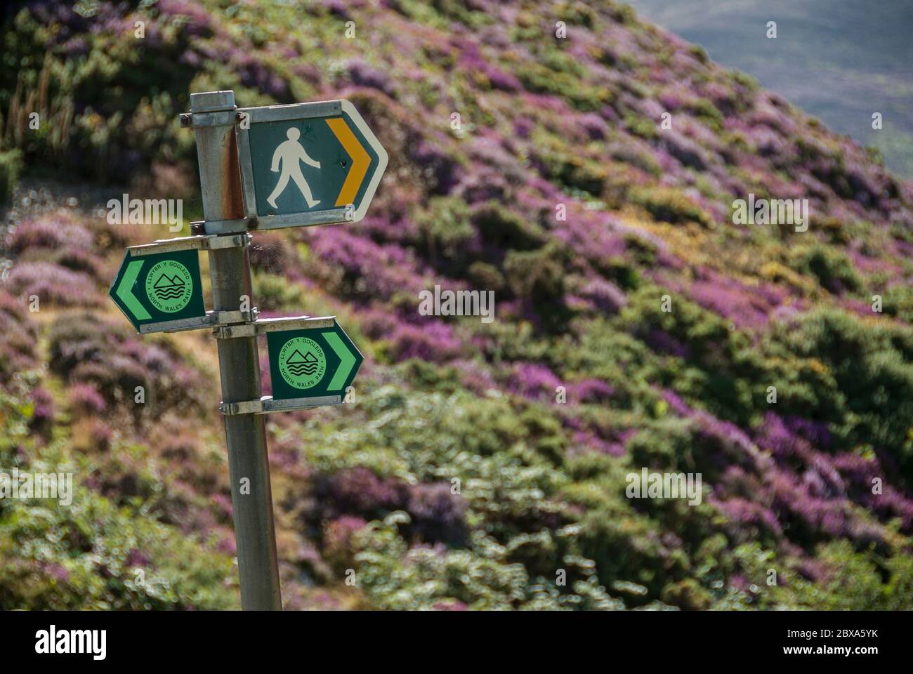 Öffentliches Wanderwegschild in Nordwales an einem unscharf beleuchteten Hang mit violetter und grüner Vegetation im Hintergrund. Stockfoto