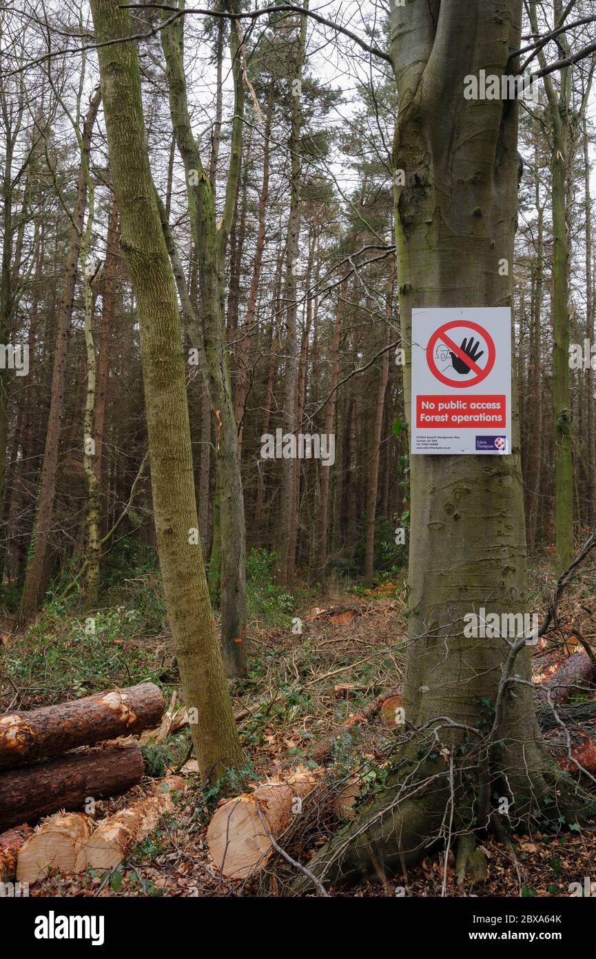 Bild im Hochformat der Schilder Warnung vor Forstarbeiten, die an Baumstamm mit einem Hintergrund von Bäumen und geschnittenen Baumstämmen genagelt wurden. Stockfoto