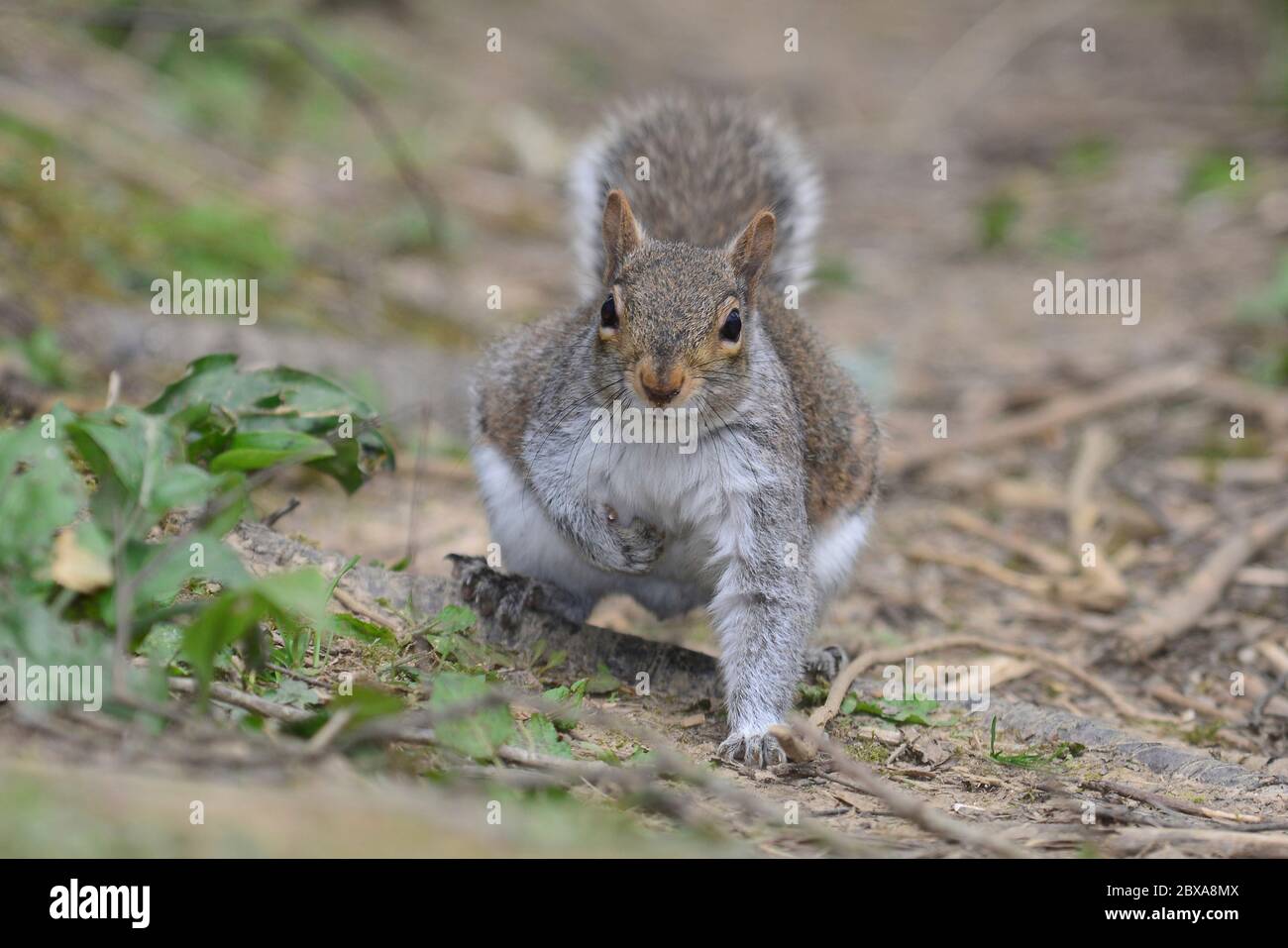 Graues Eichhörnchen läuft auf dem Boden in Wald Stockfoto