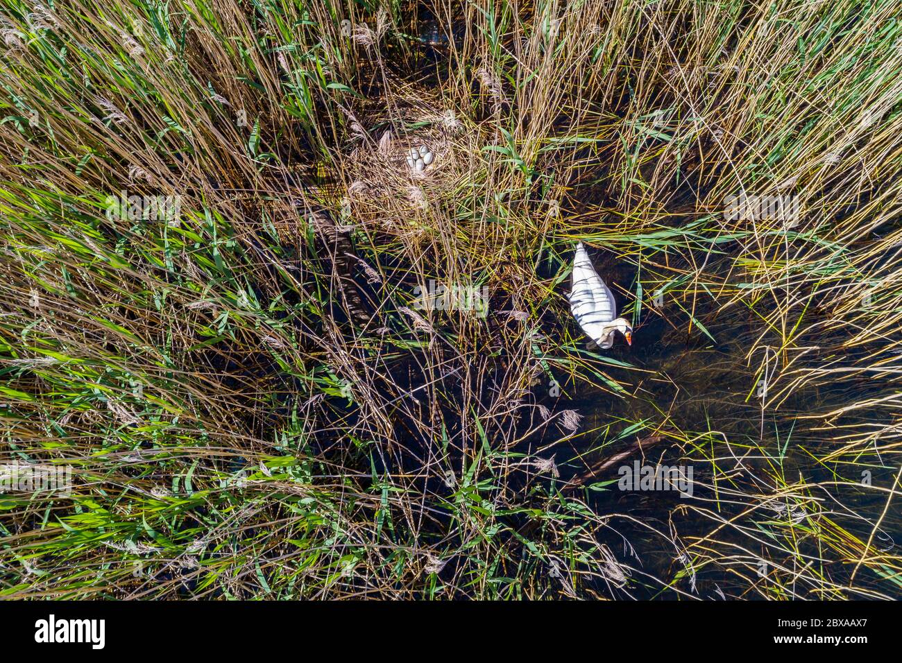 Stummer Schwan mit Nest und Eiern - Luftaufnahme Stockfoto