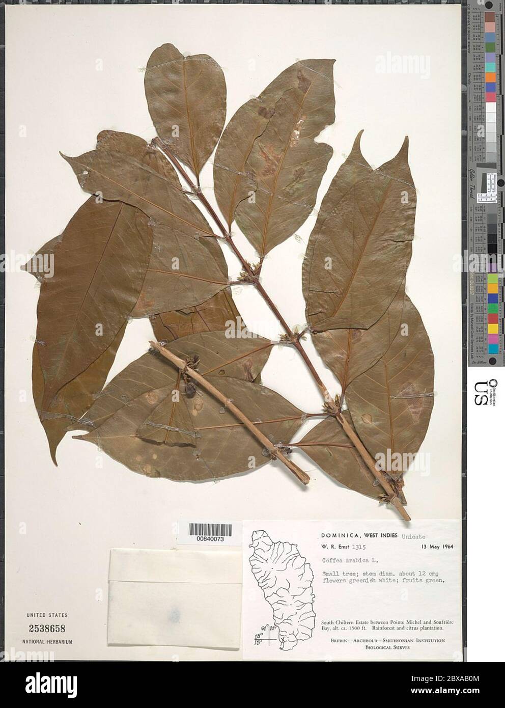 Coffea arabica L Coffea arabica L. Stockfoto