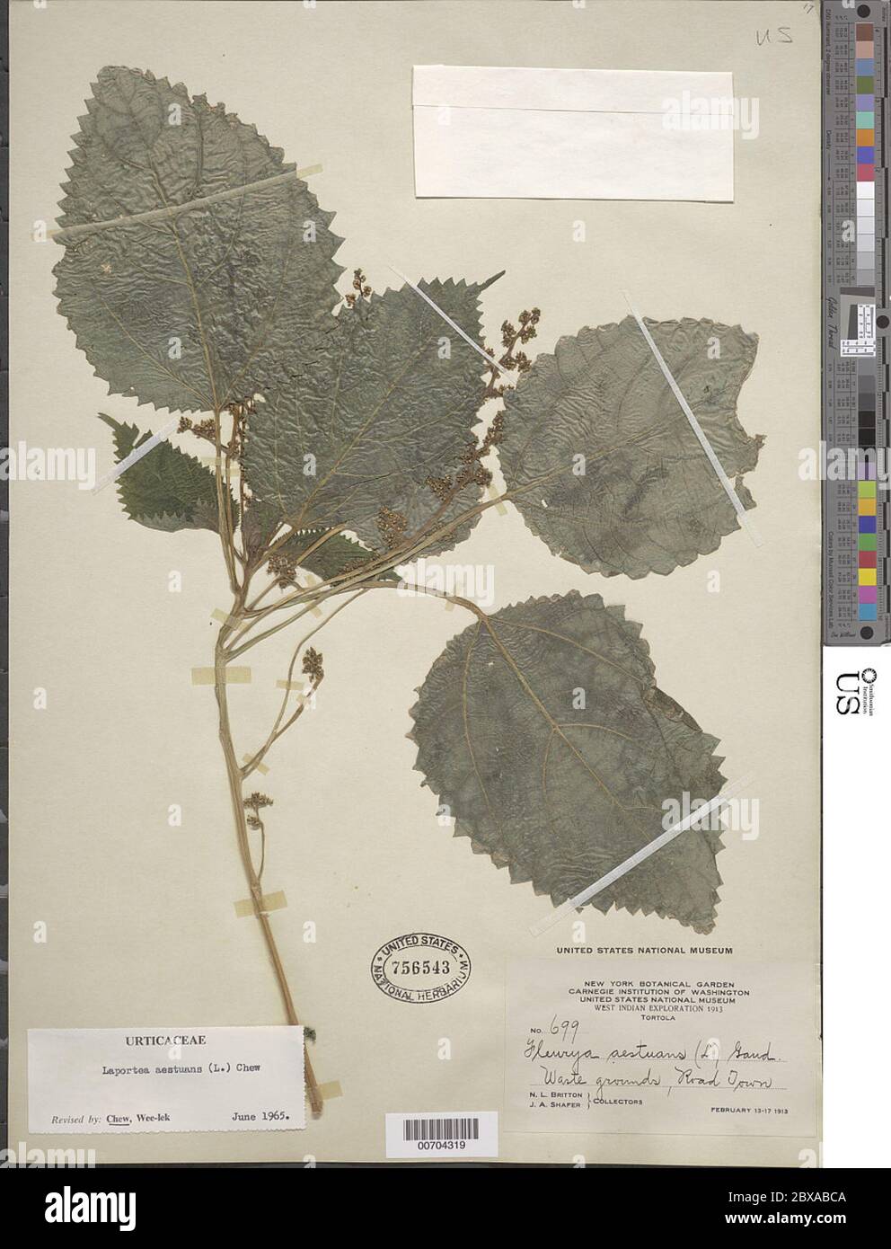 Laportea aestuans L W L Chew Laportea aestuans L W L Chew. Stockfoto