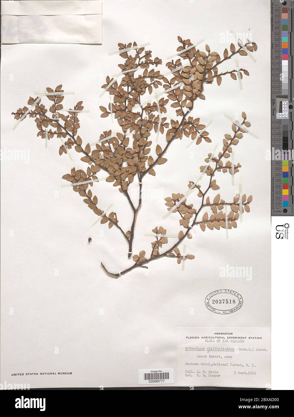 Nothofagus cliffortioides Fotos und Bildmaterial in hoher Auflösung