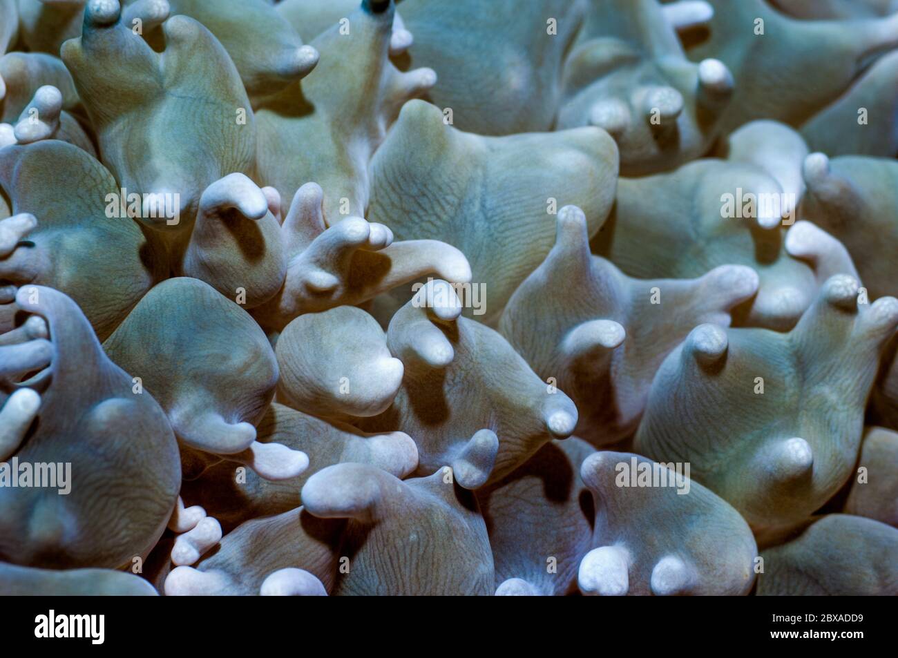 Bubble Korallen Polypen [Plerogyra sinuosa]. Puerta Galera, Philippinen. Stockfoto