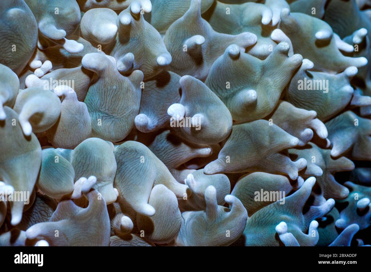 Bubble Korallen Polypen [Plerogyra sinuosa]. Puerta Galera, Philippinen. Stockfoto