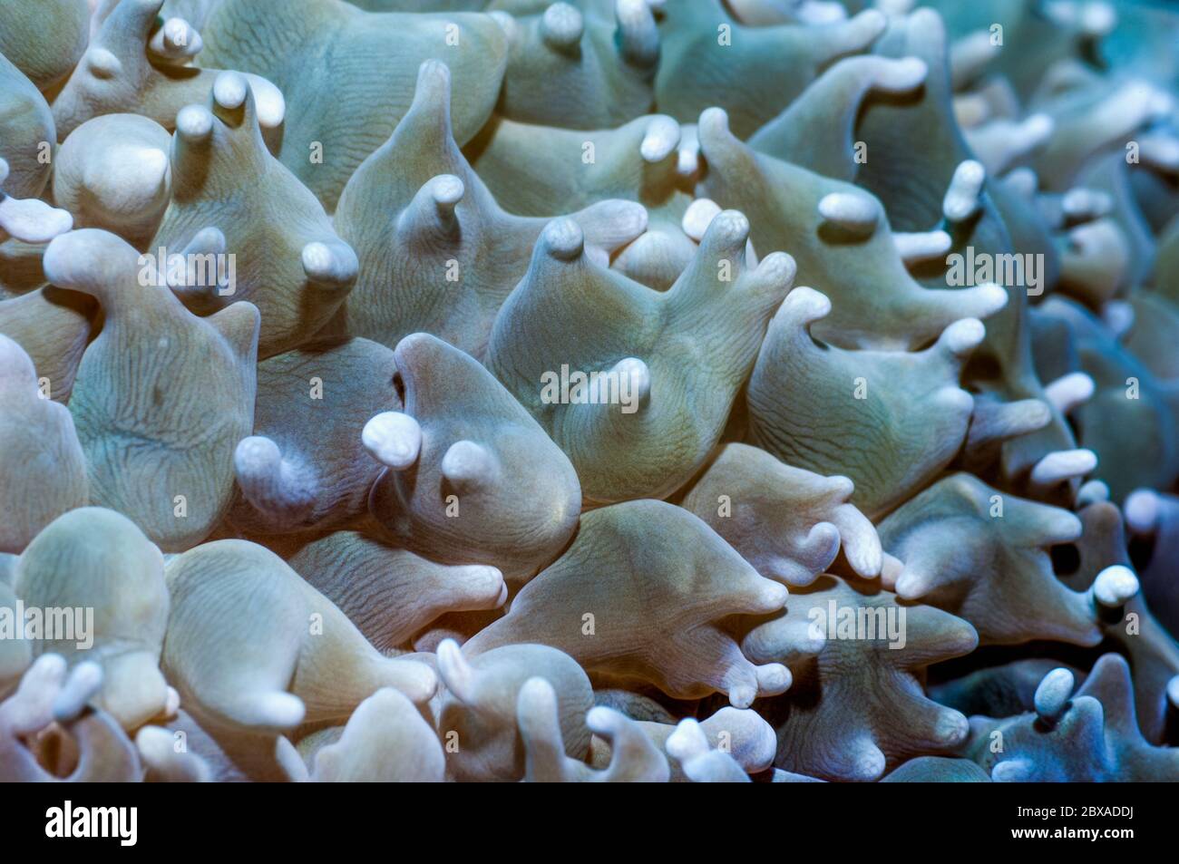 Bubble Korallen Polypen [Plerogyra sinuosa]. Puerta Galera, Philippinen. Stockfoto