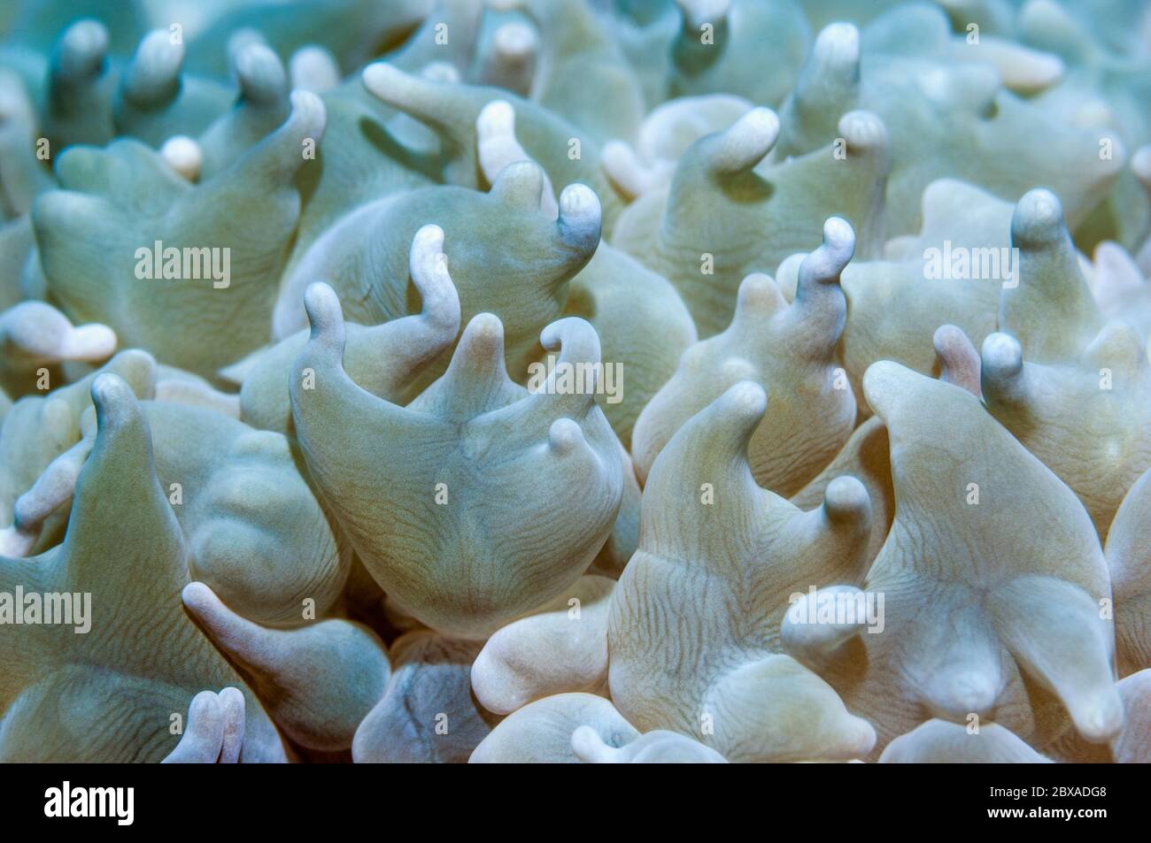 Bubble Korallen Polypen [Plerogyra sinuosa]. Puerta Galera, Philippinen. Stockfoto