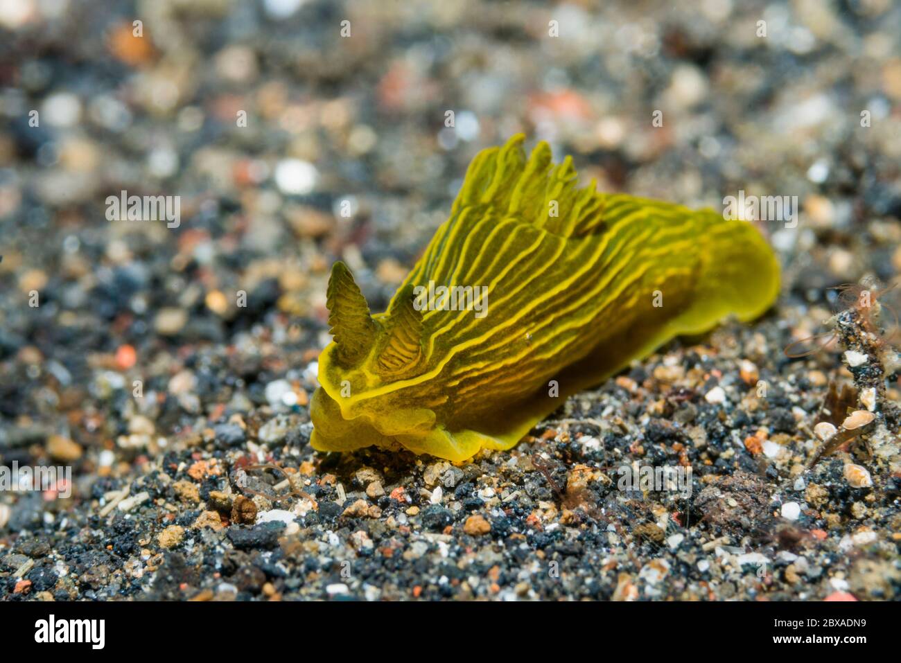 Nacktschnecken - Gymnodoris sp59]. Lembeh Strait, Nord-Sulawesi, Indonesien. Stockfoto